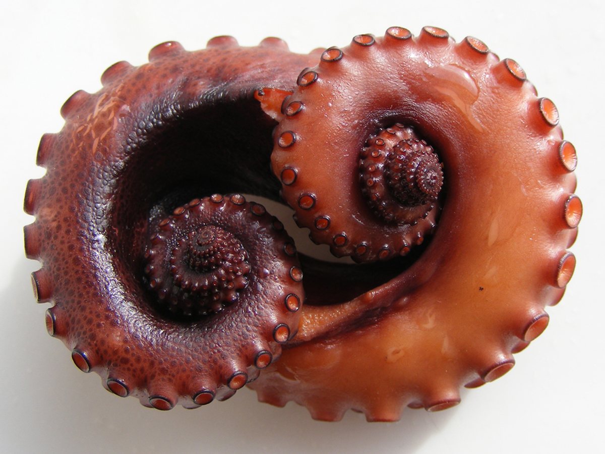 Polvo congelado